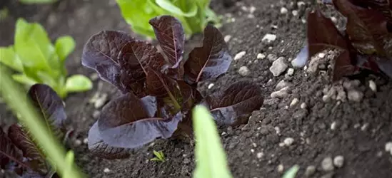 Lactuca sativa