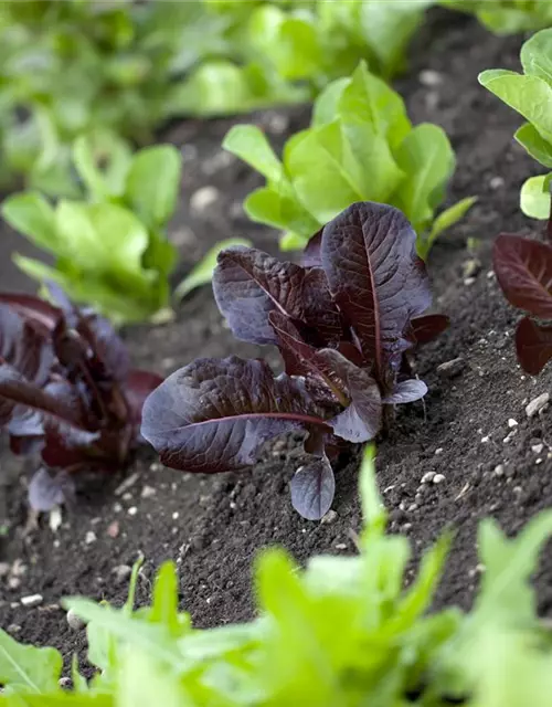 Lactuca sativa