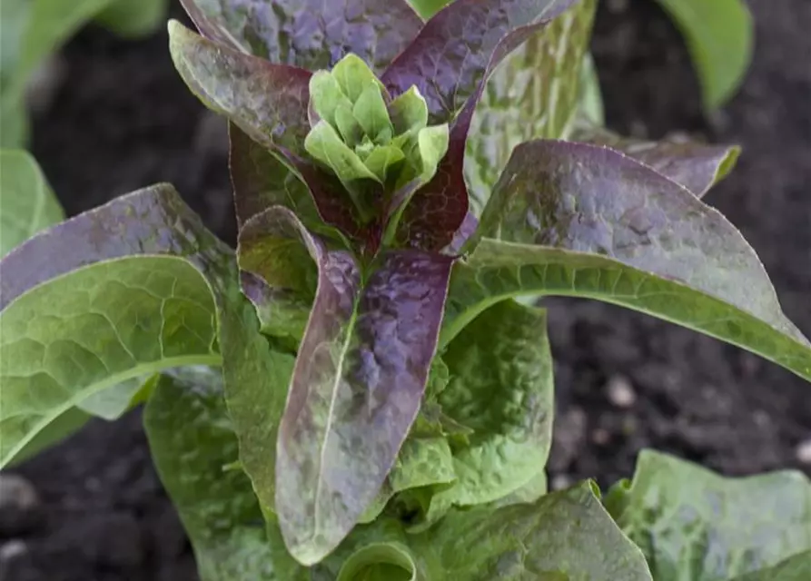 Lactuca sativa