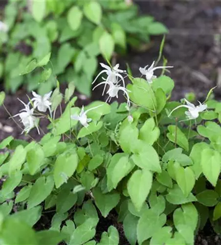 Epimedium