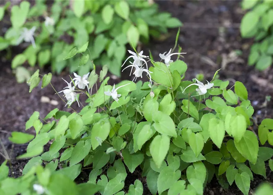 Epimedium