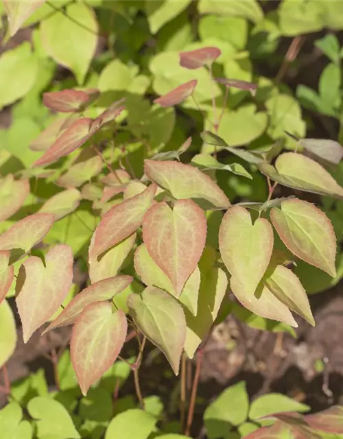 Epimedium