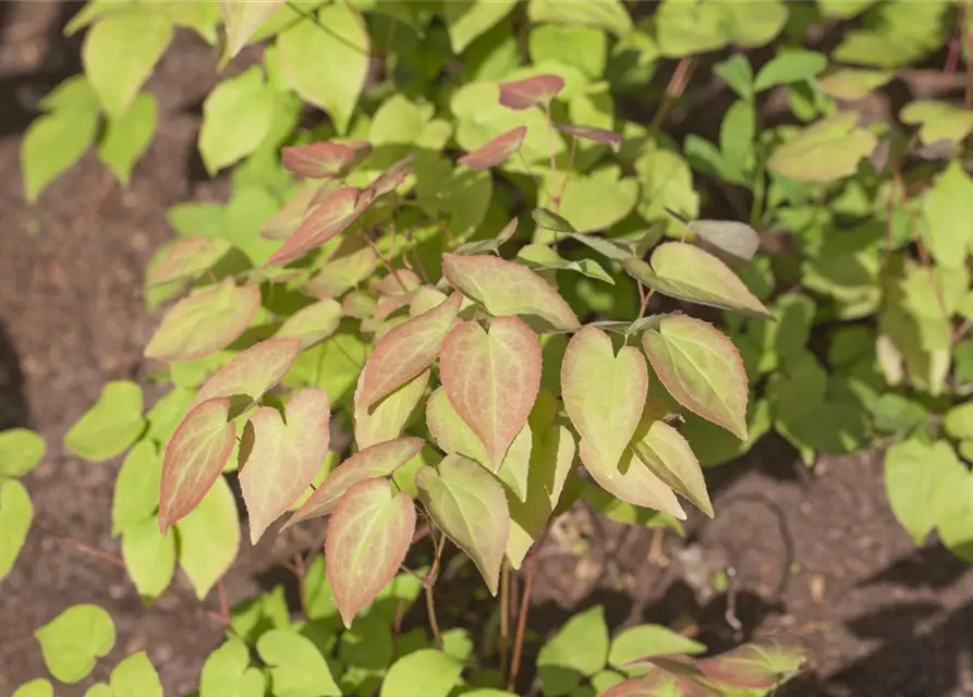 Epimedium