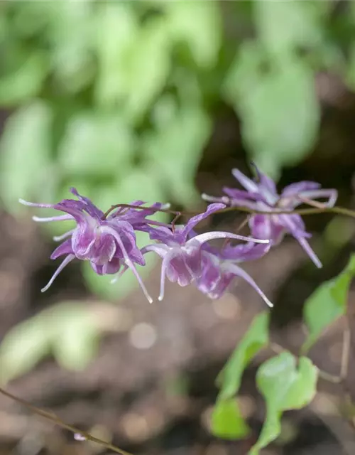 Epimedium