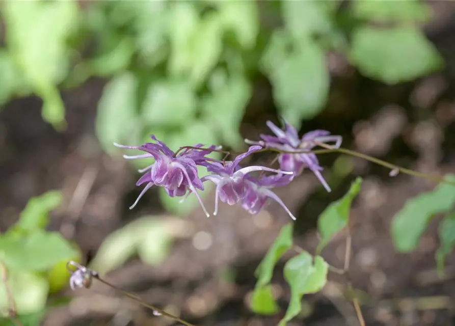 Epimedium