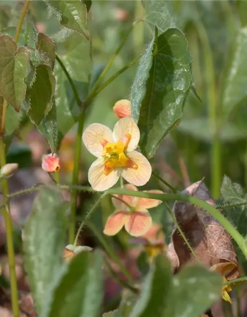 Epimedium