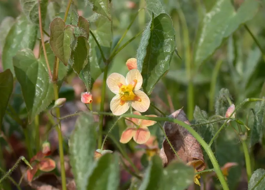 Epimedium