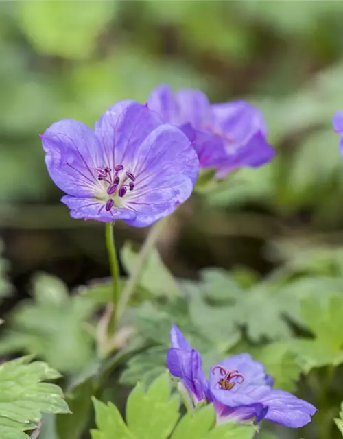 Geranium wallichianum 'Rozanne'®