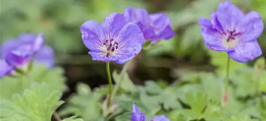 Geranium wallichianum 'Rozanne'®