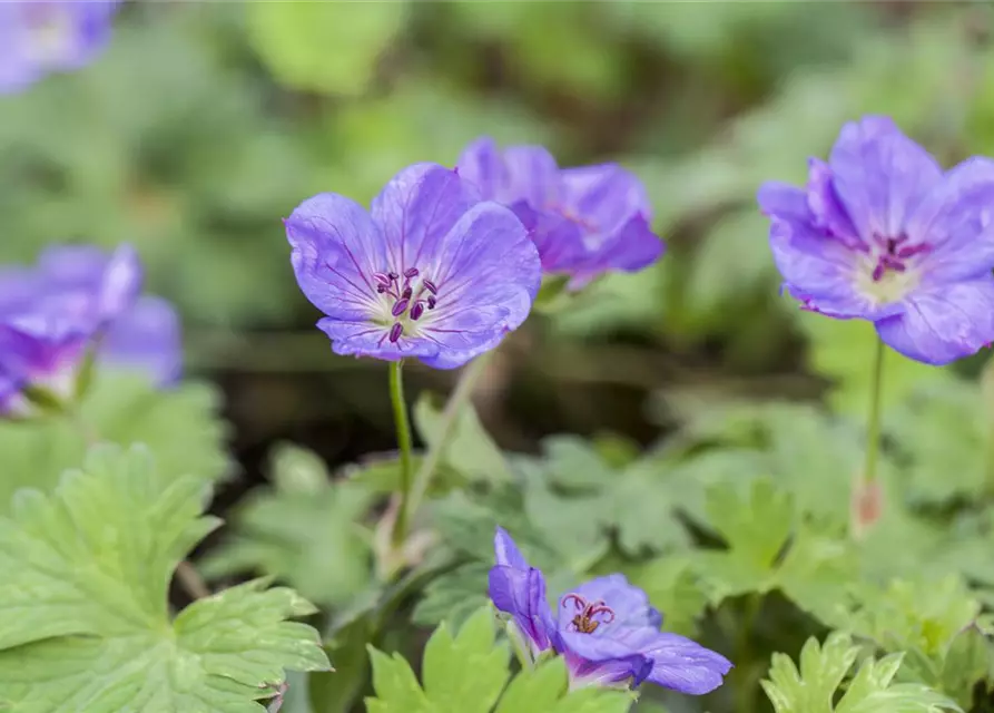 Geranium wallichianum 'Rozanne'®