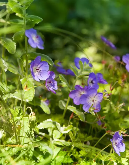 Geranium wallichianum 'Rozanne'®