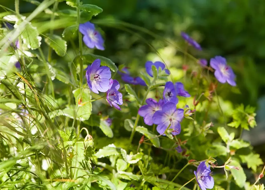 Geranium wallichianum 'Rozanne'®