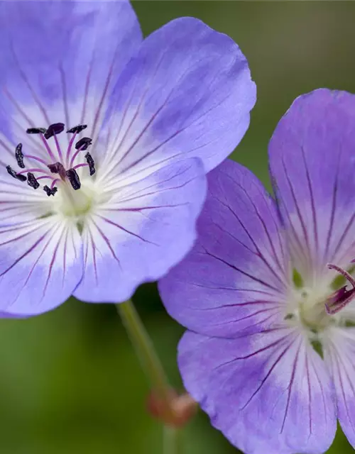 Geranium wallichianum 'Rozanne'®