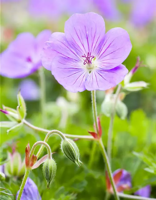 Geranium wallichianum 'Rozanne'®