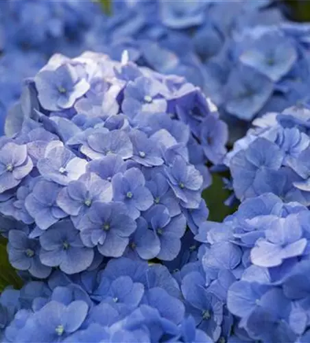 Hydrangea macrophylla, blau