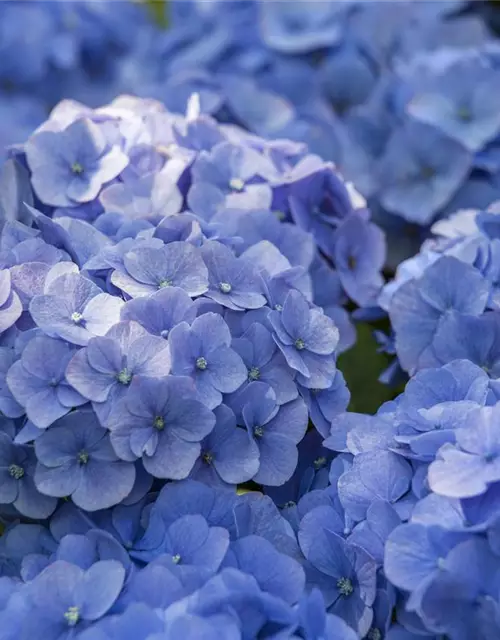 Hydrangea macrophylla, blau