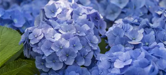 Hydrangea macrophylla, blau