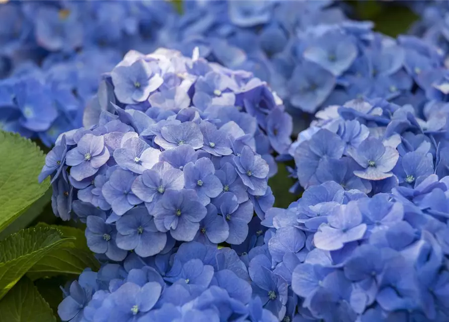 Hydrangea macrophylla, blau