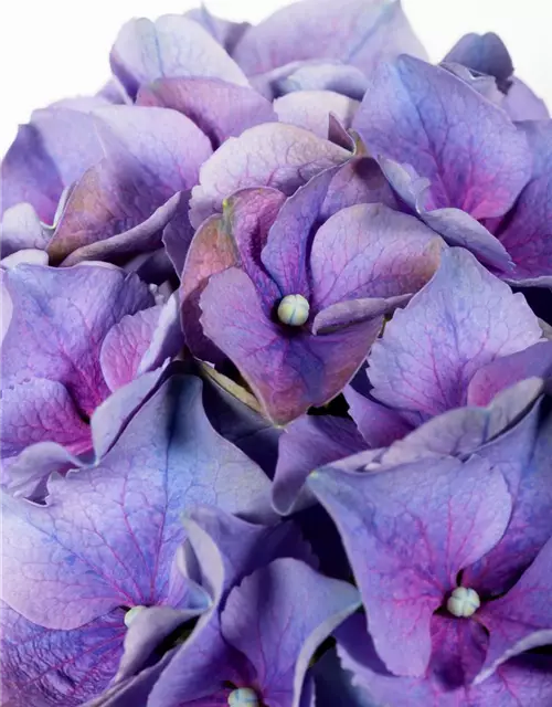 Hydrangea macrophylla, blau