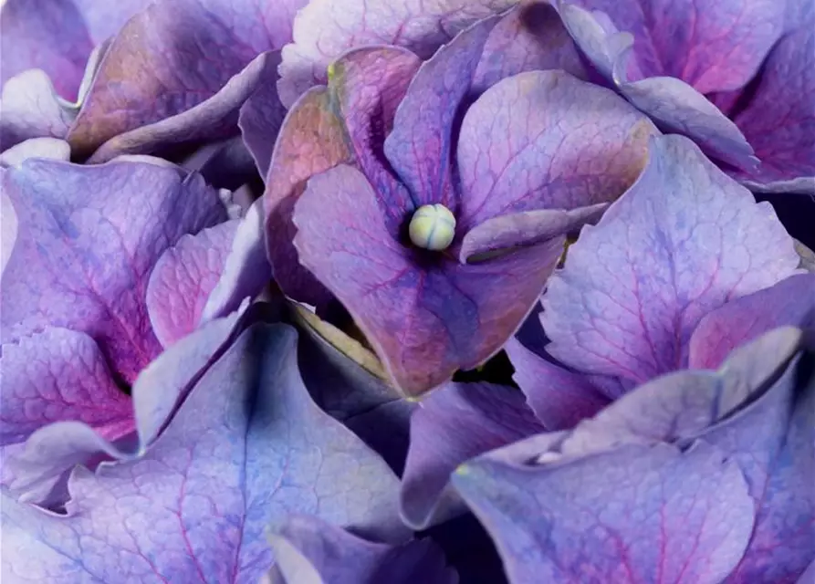 Hydrangea macrophylla, blau