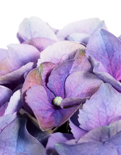 Hydrangea macrophylla, blau