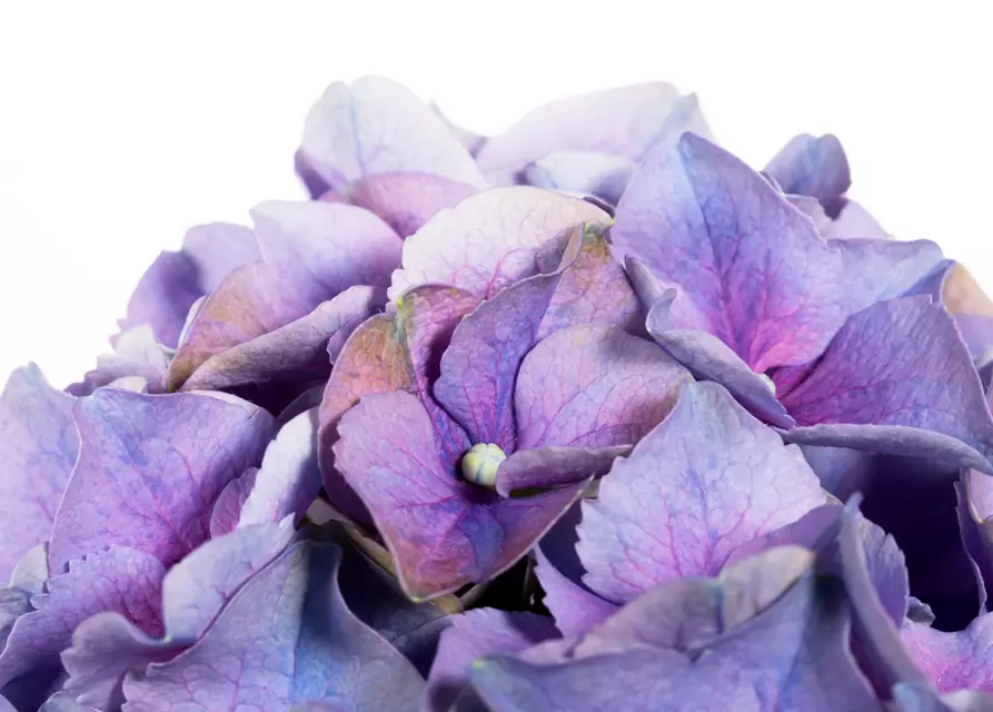 Hydrangea macrophylla, blau