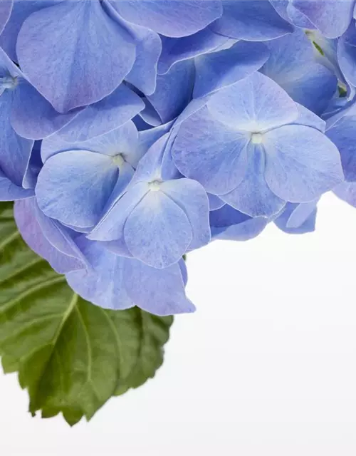 Hydrangea macrophylla, blau