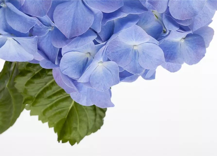 Hydrangea macrophylla, blau