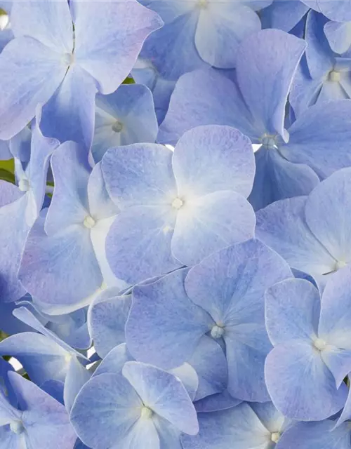 Hydrangea macrophylla, blau