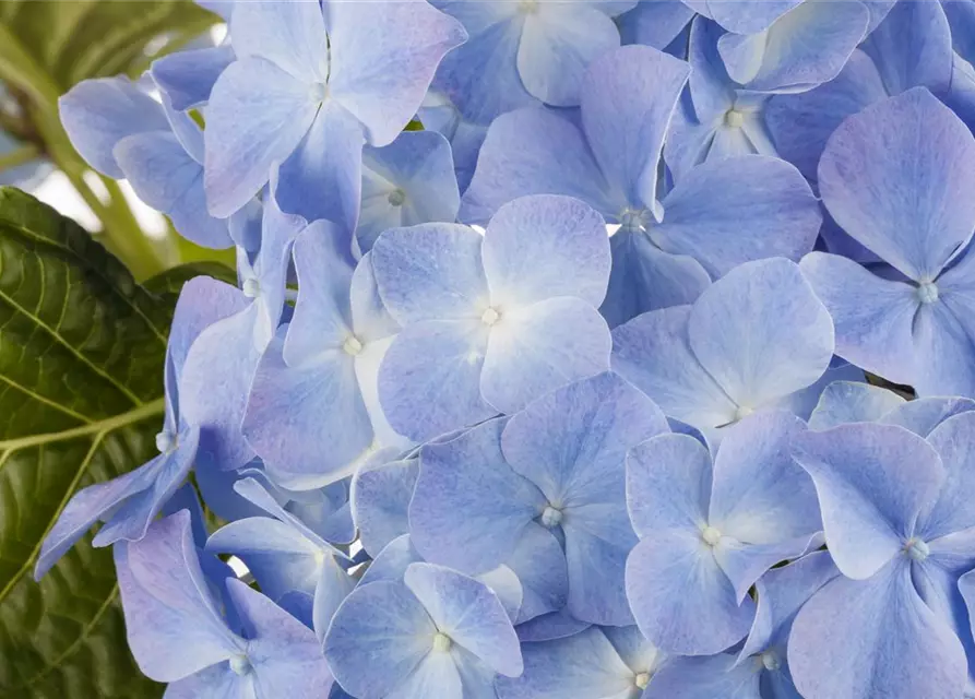 Hydrangea macrophylla, blau