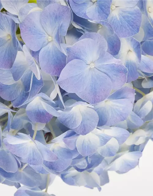 Hydrangea macrophylla, blau