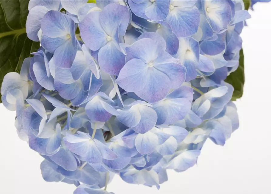 Hydrangea macrophylla, blau