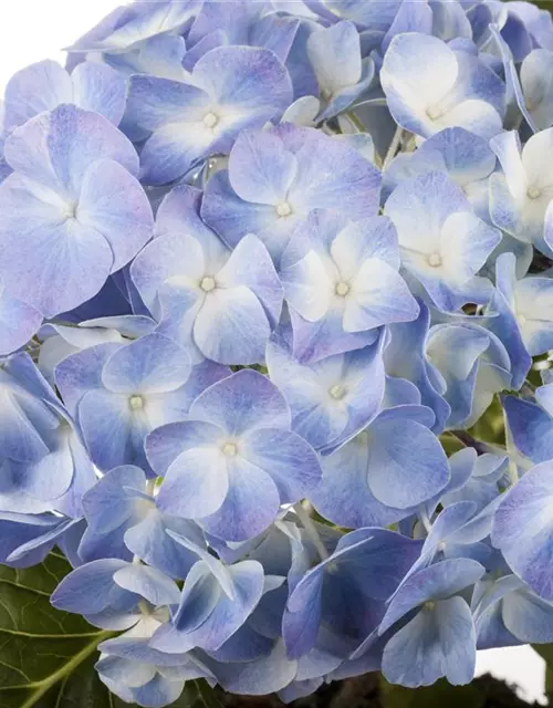 Hydrangea macrophylla, blau