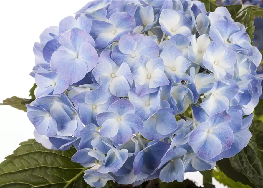 Hydrangea macrophylla, blau