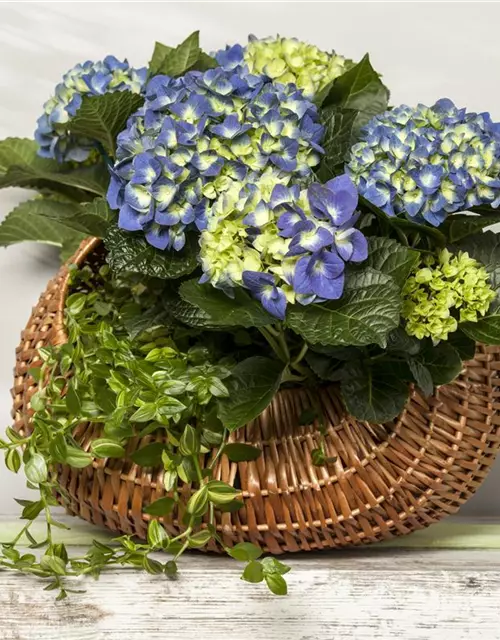 Hydrangea macrophylla, blau