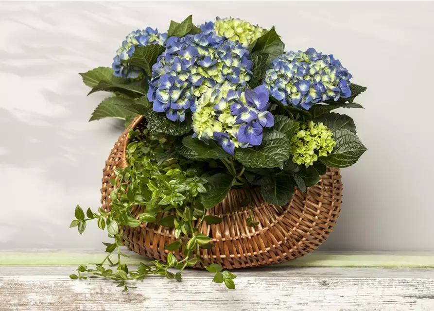 Hydrangea macrophylla, blau