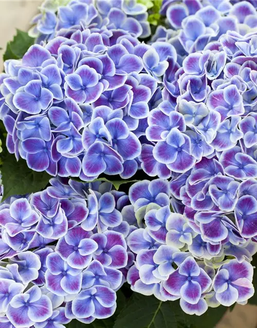 Hydrangea macrophylla, blau