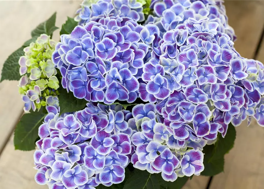 Hydrangea macrophylla, blau