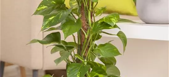 Epipremnum aureum