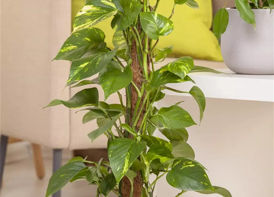 Epipremnum aureum