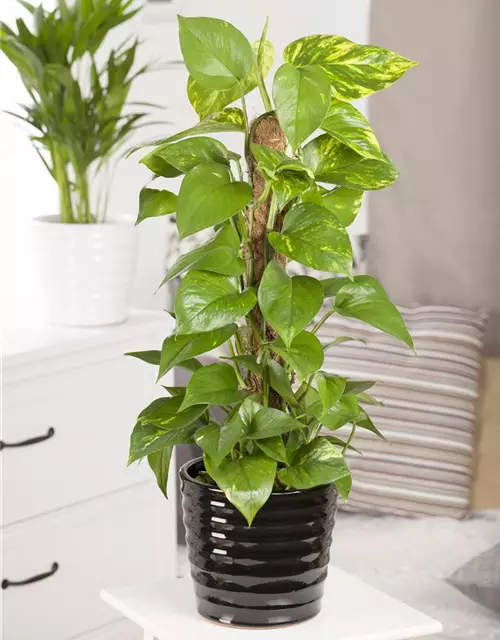 Epipremnum aureum