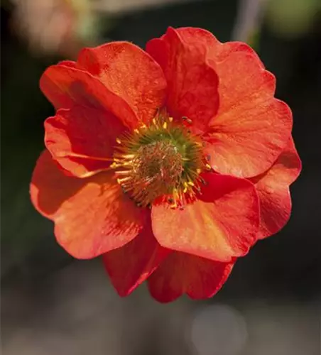 Geum coccineum