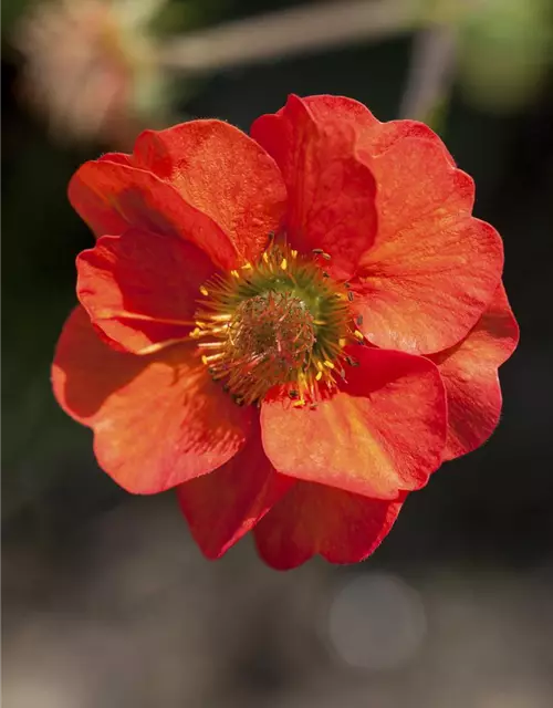 Geum coccineum