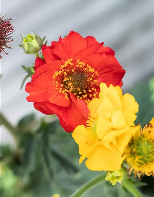 Geum coccineum