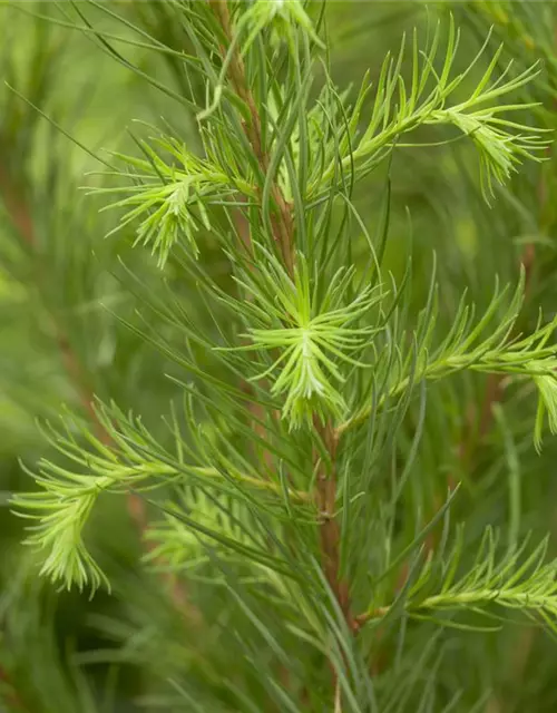 Larix decidua