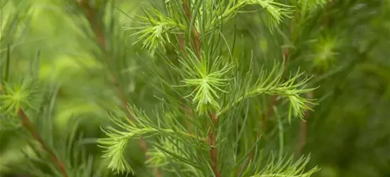 Larix decidua