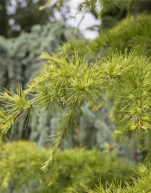 Larix decidua