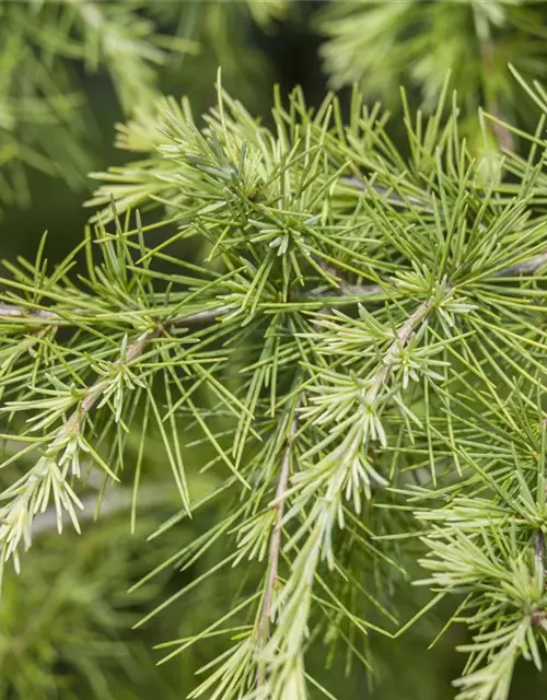 Larix decidua