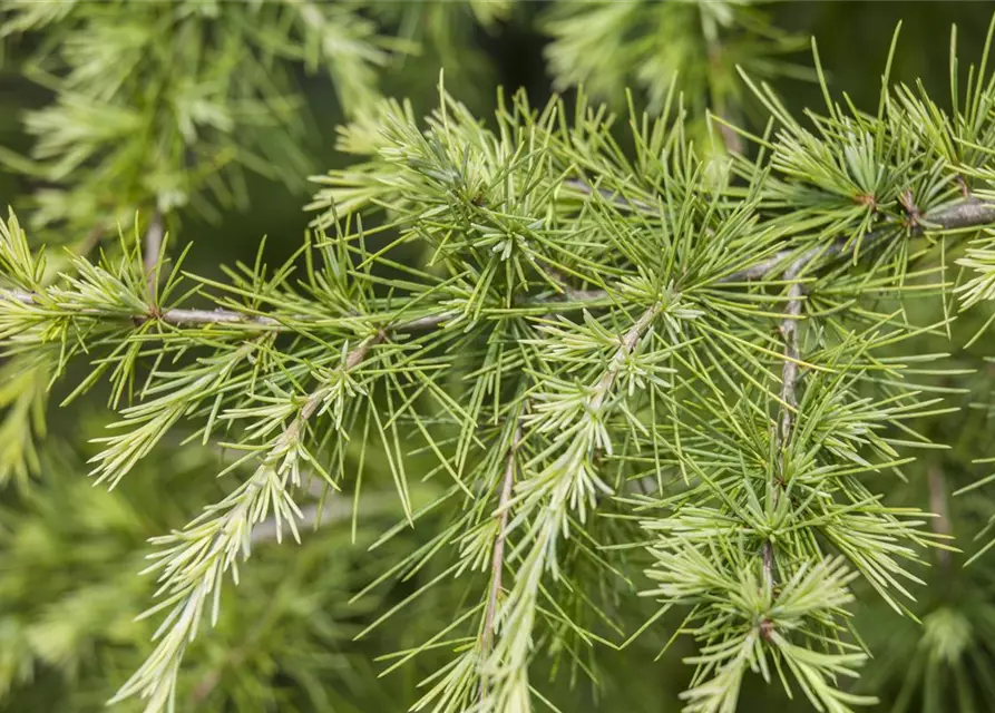 Larix decidua