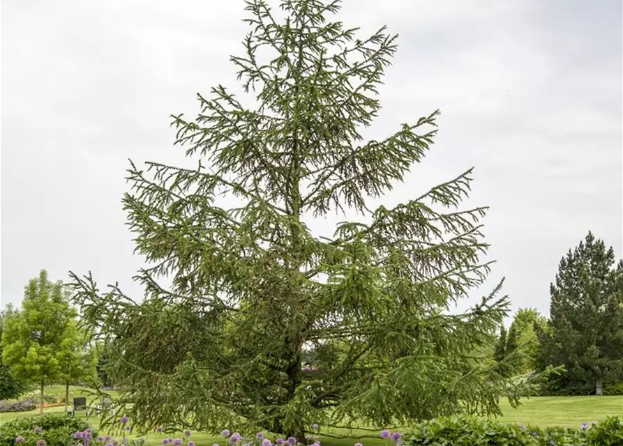 Larix decidua